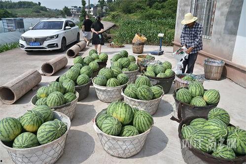 外事北校区吃瓜,校园风云录