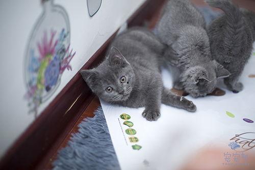 蓝猫吃兰瓜,蓝猫畅享兰瓜美味时光