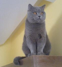 蓝猫吃兰瓜,蓝猫畅享兰瓜美味时光