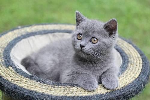 蓝猫吃兰瓜,蓝猫畅享兰瓜美味时光