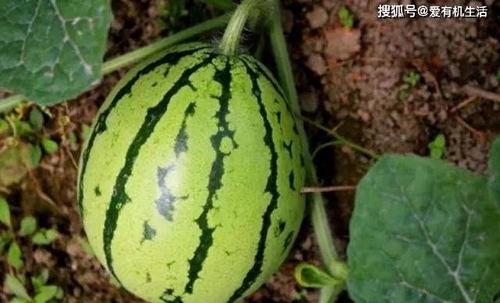 瓜地里吃瓜人,一场别开生面的吃瓜人生