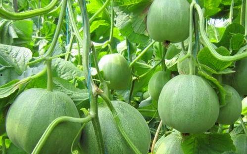 瓜地里吃瓜人,一场别开生面的吃瓜人生