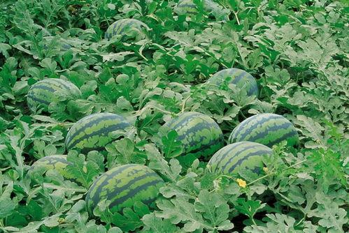 德州学院吃瓜群,揭秘校园生活趣味瞬间